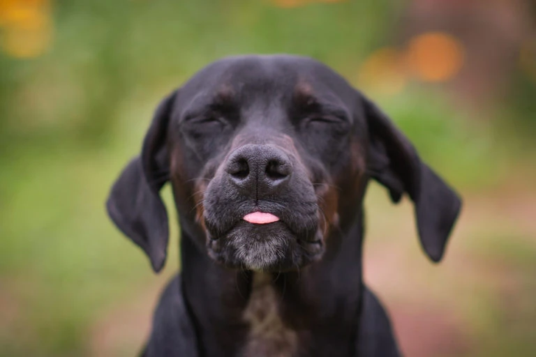 Primer plano de un perro negro al aire libre