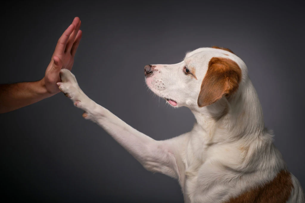 Perro blanco y marrón chocando la pata con una mano