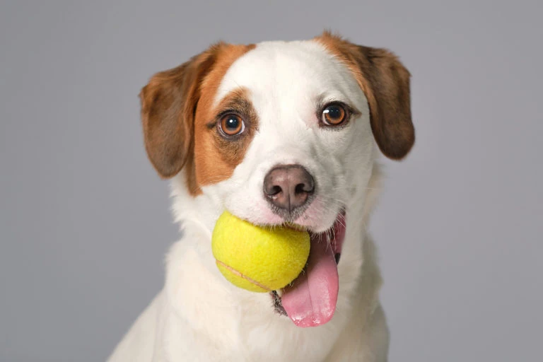 Perro blanco y marrón con una pelota de tenis en la boca