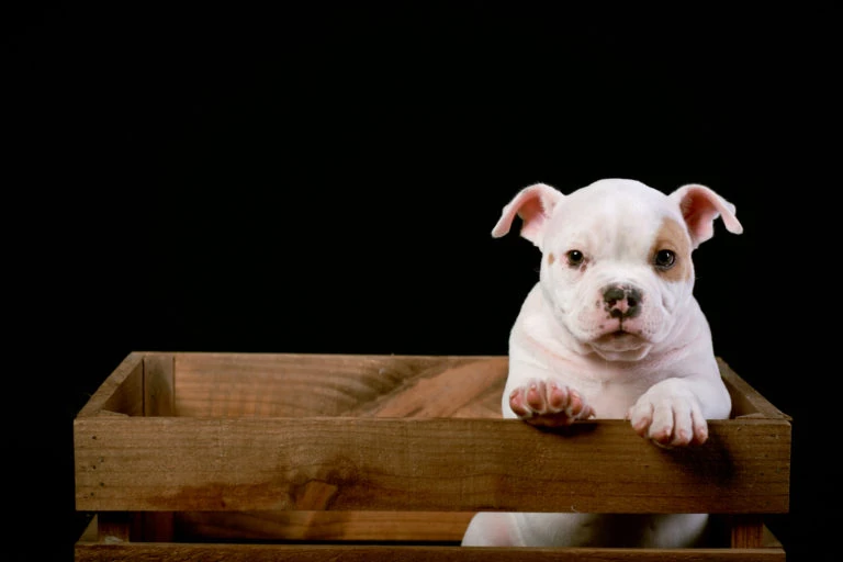 Cachorro blanco apoyado en una caja de madera sobre fondo negro