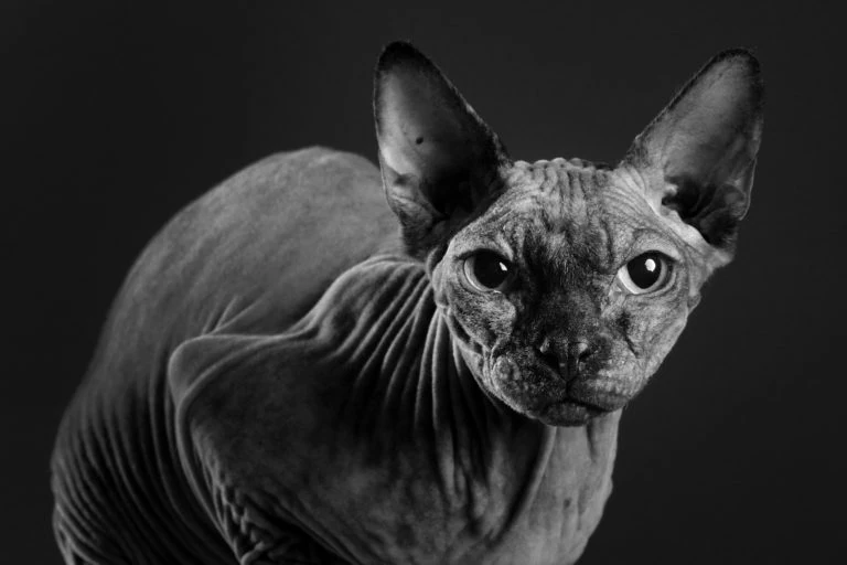 Retrato en blanco y negro de un gato sin pelo