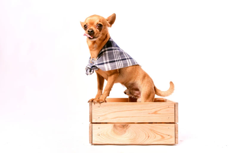 Perro pequeño con pañuelo sentado sobre una caja de madera
