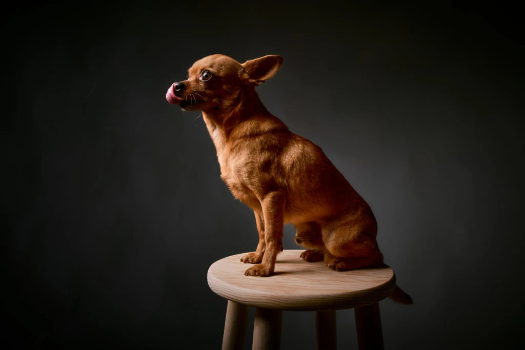 Perro marrón sentado en un taburete sobre fondo oscuro
