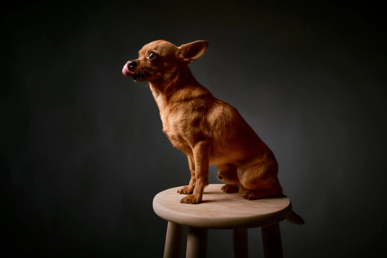 Perro marrón sentado en un taburete sobre fondo oscuro