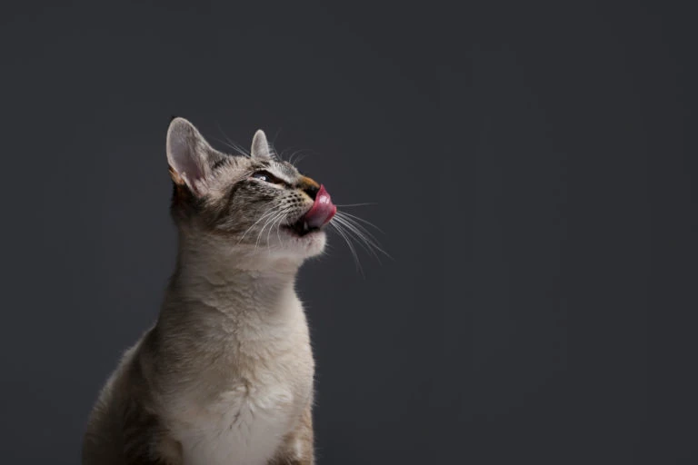 Gato lamiéndose el hocico sobre fondo gris