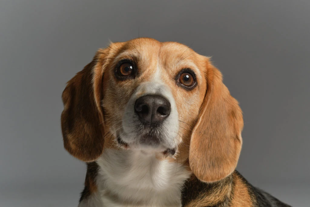 Retrato de un perro de orejas caídas sobre fondo gris