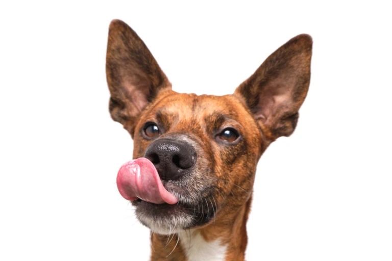 Perro de orejas grandes lamiéndose el hocico sobre fondo blanco