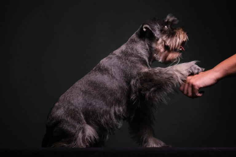 Perro de pelo gris dando la pata a una persona