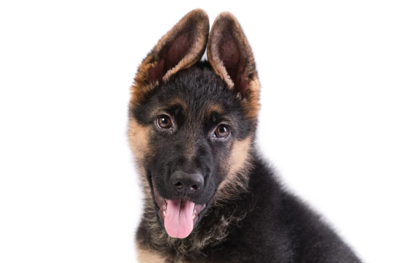 Cachorro de orejas levantadas con la lengua fuera