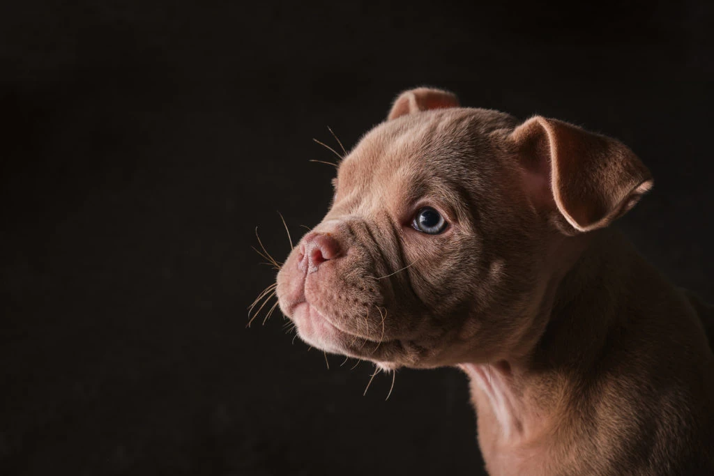 Cachorro marrón mirando de perfil sobre fondo oscuro