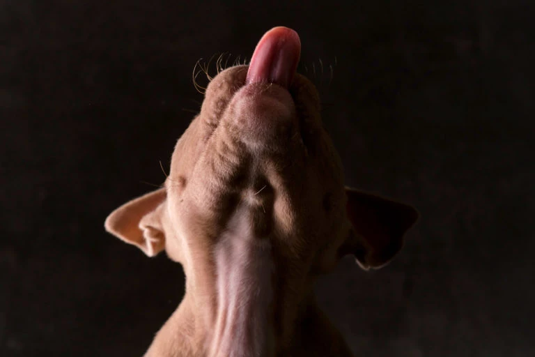 Primer plano de un perro marrón con la lengua fuera