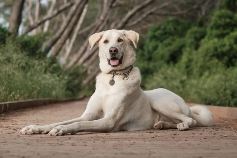 Perro blanco tumbado en un camino entre árboles