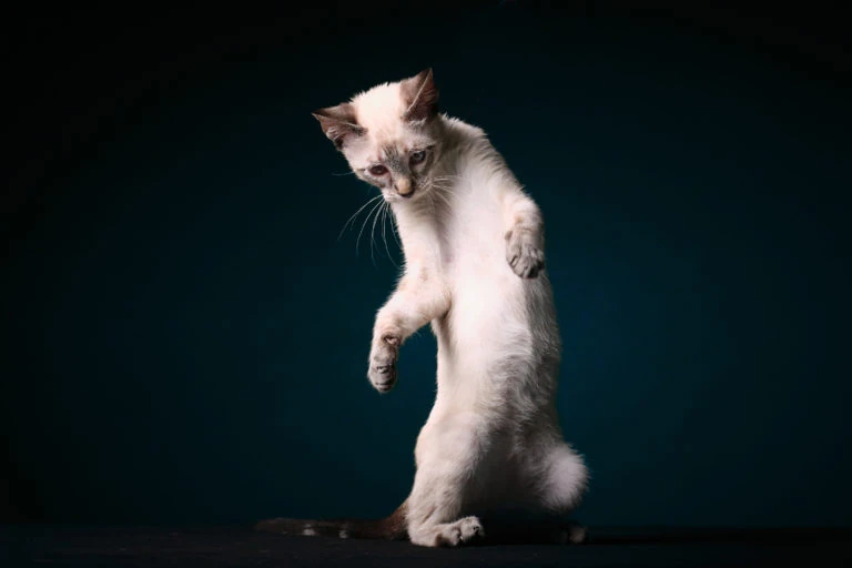 Gato de pie sobre las patas traseras durante una sesión