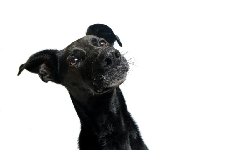 Perro negro inclinando la cabeza sobre fondo blanco