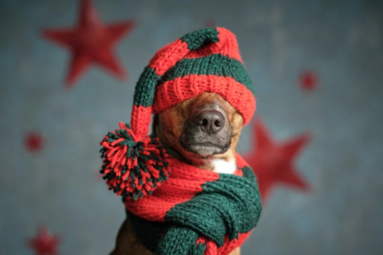 Perro con gorro y bufanda en una escena navideña