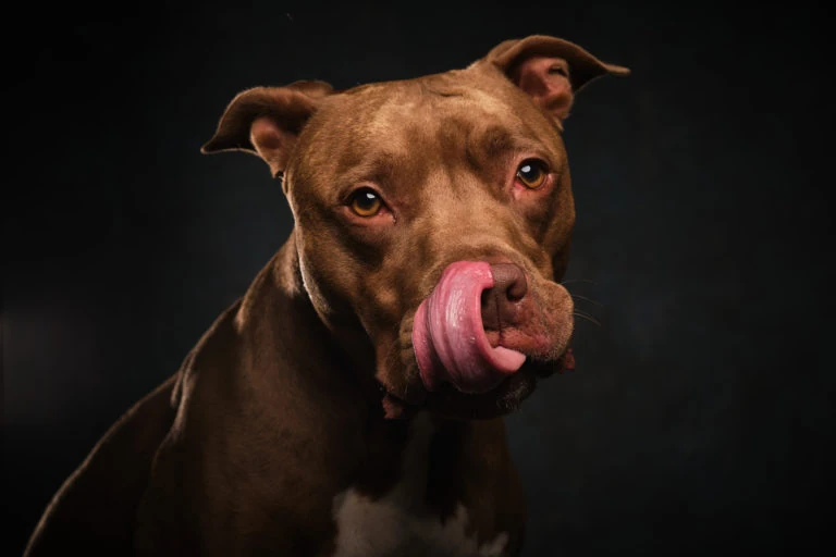 Perro marrón lamiéndose el hocico sobre fondo oscuro