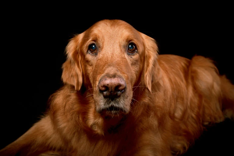 Perro dorado tumbado sobre fondo negro