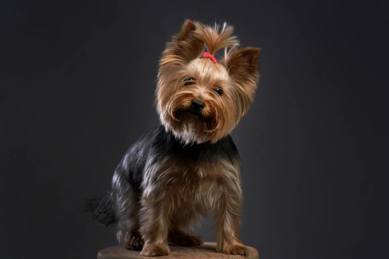 Perro pequeño de pelo largo sobre fondo oscuro