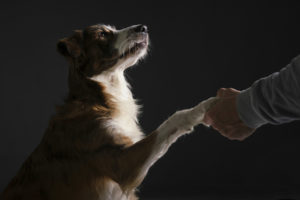 fotografo de animales en valencia