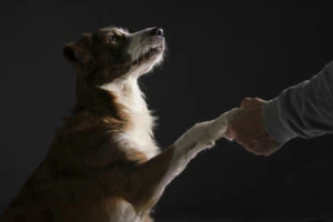 Perro dando la pata y mirando hacia arriba