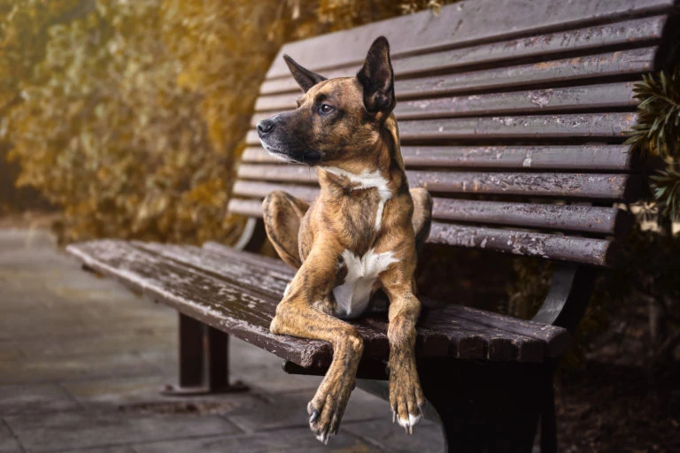 Perro sentado en un banco de madera al aire libre