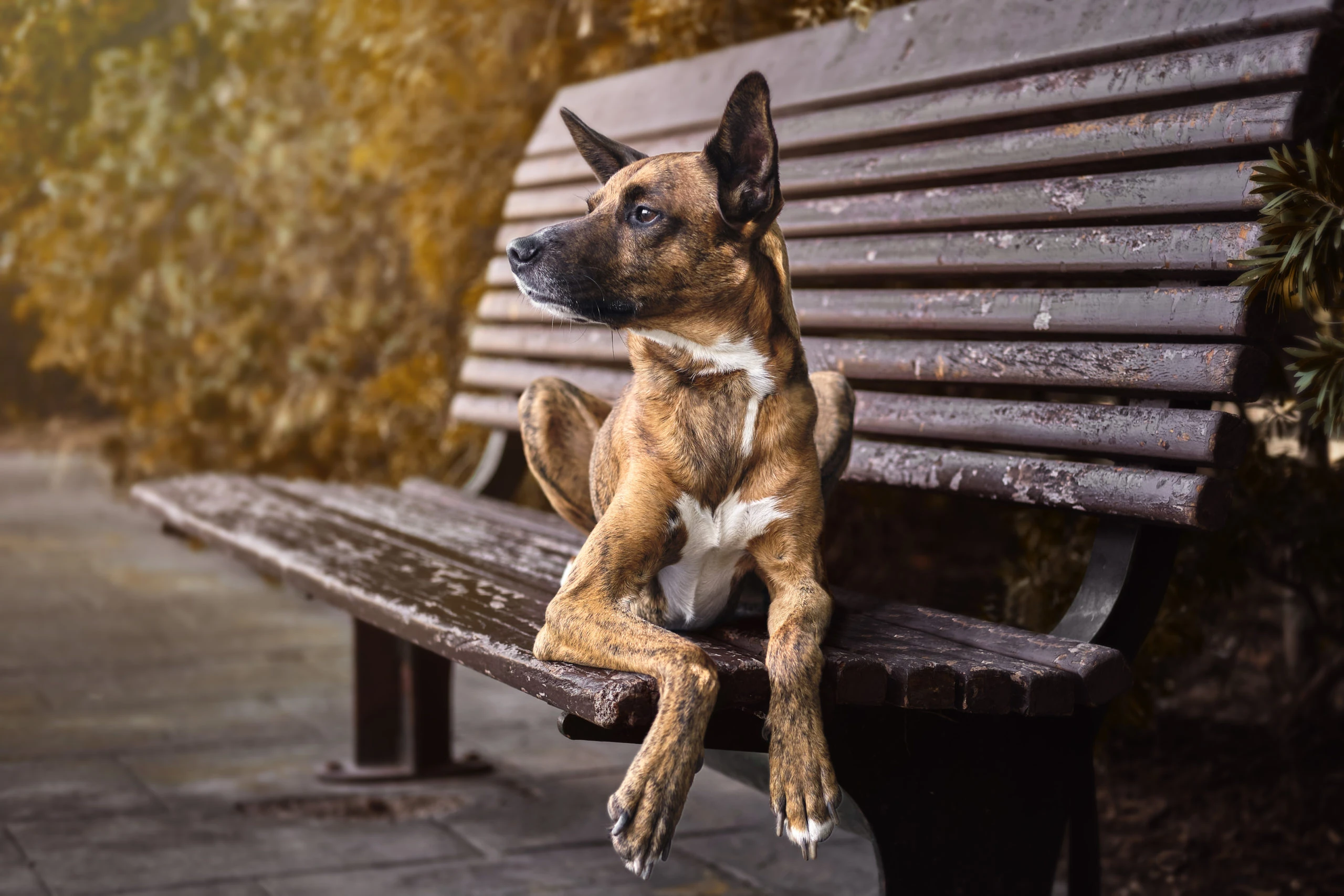 Perro sentado en un banco de madera al aire libre