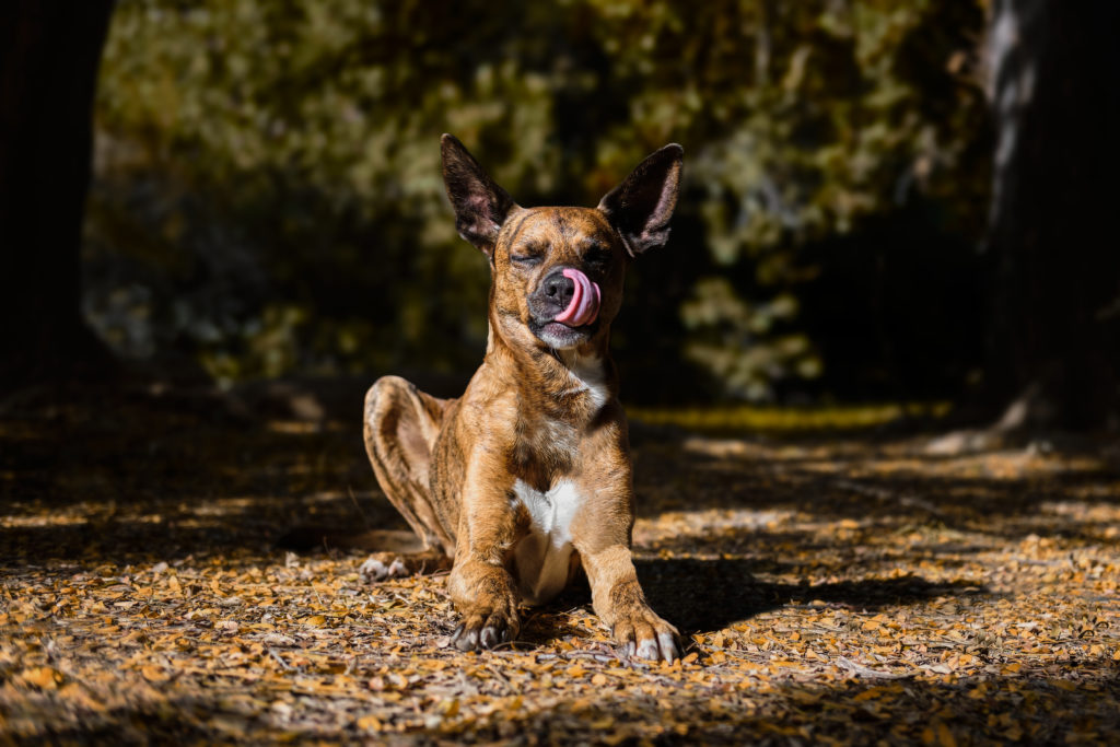 fotografo de animales en valencia