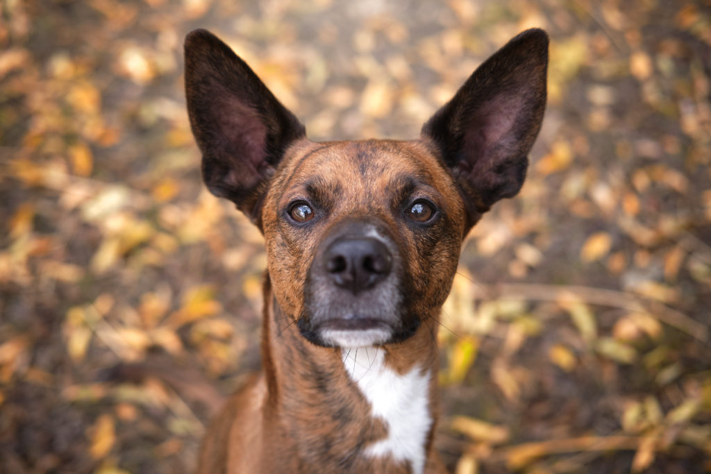 fotografo de animales en valencia