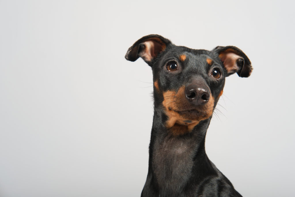 fotografo de perros en valencia