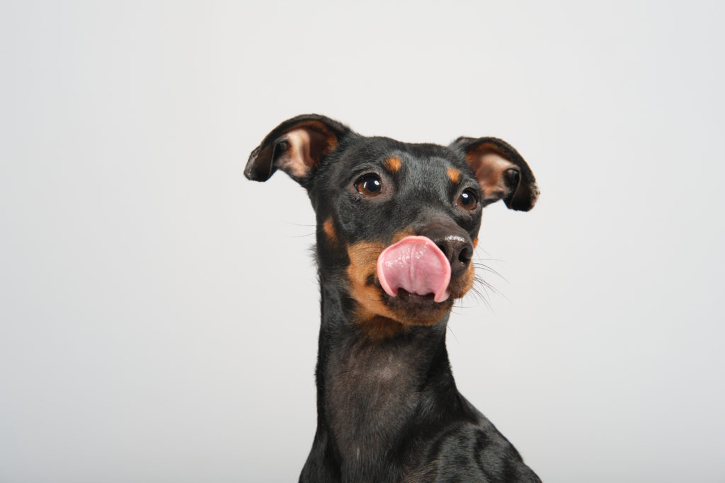 fotografo de perros en valencia