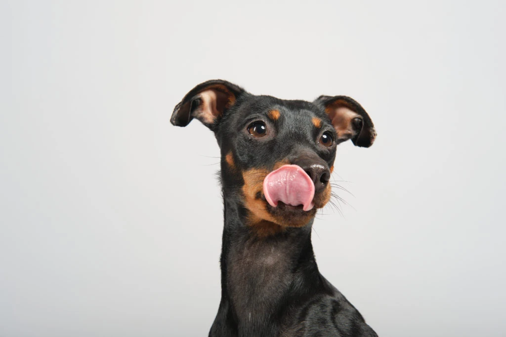 Perro negro y marrón lamiéndose el hocico sobre fondo blanco
