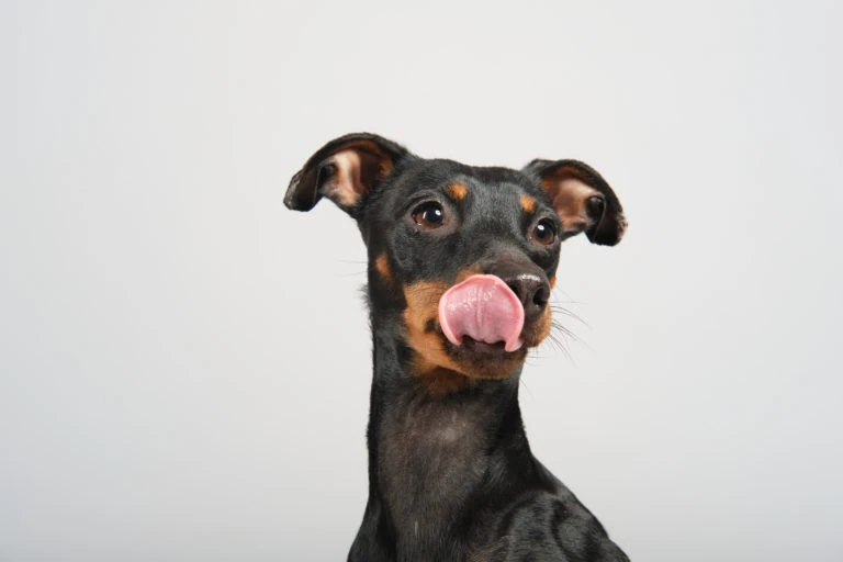 Perro negro y marrón lamiéndose el hocico sobre fondo blanco