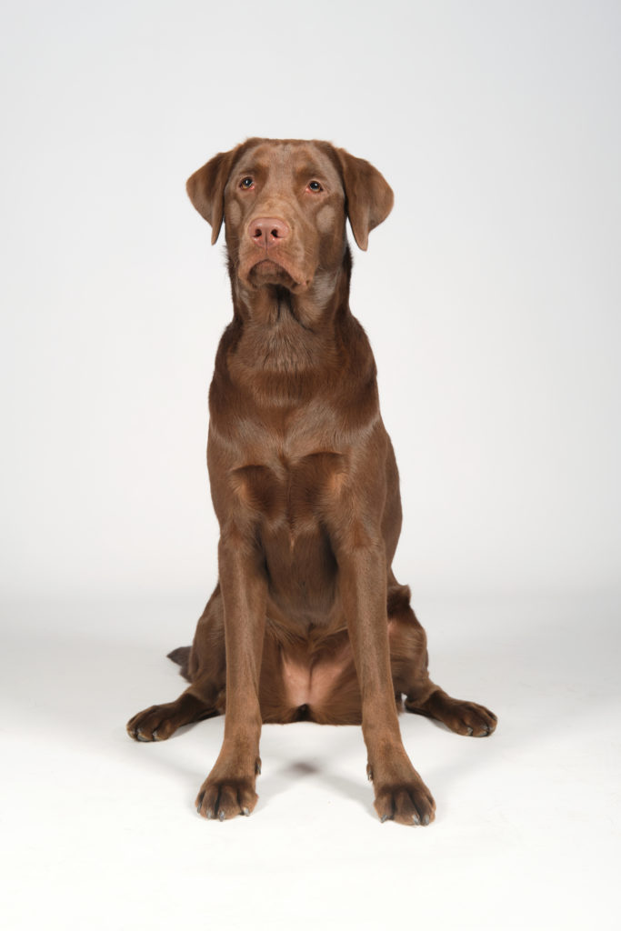 fotografo de perros en valencia