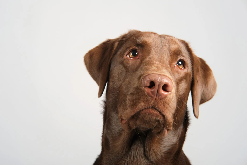 Retrato de un perro marrón sobre fondo blanco
