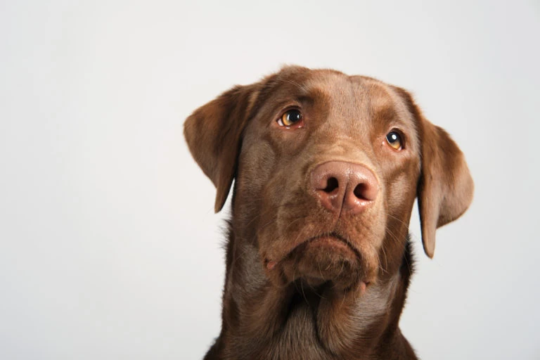 Retrato de un perro marrón sobre fondo blanco