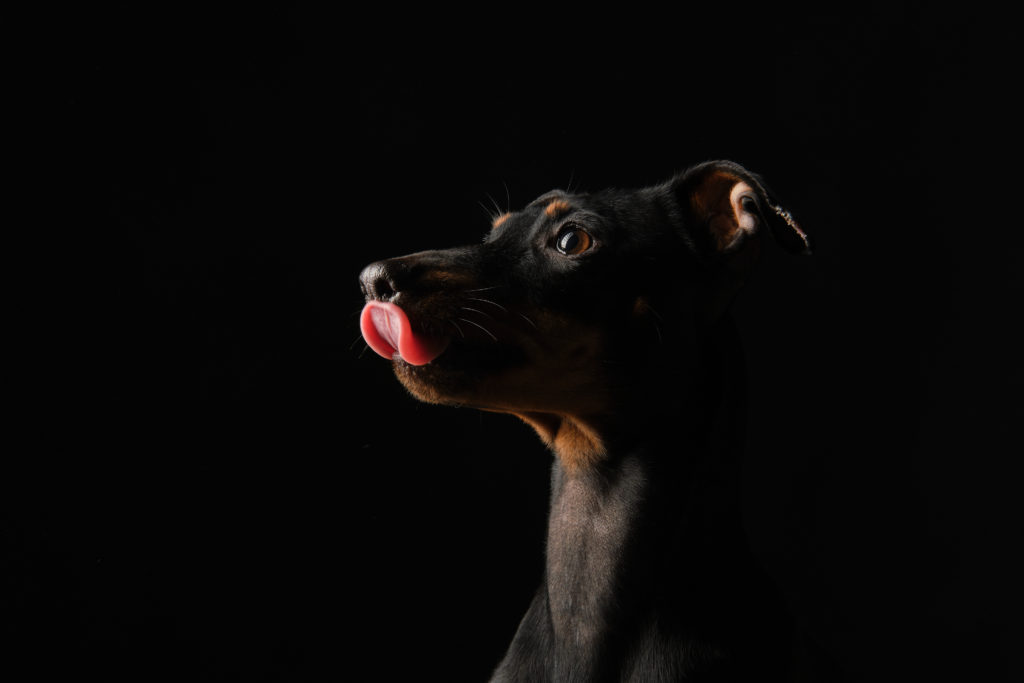 fotografo de perros en valencia