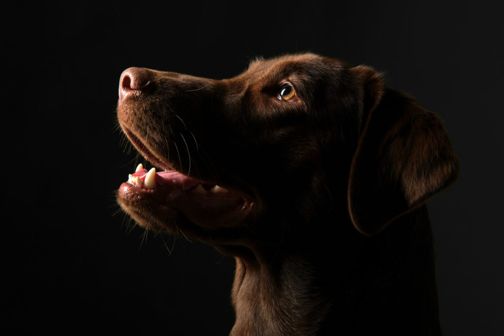 fotografo de perros en valencia