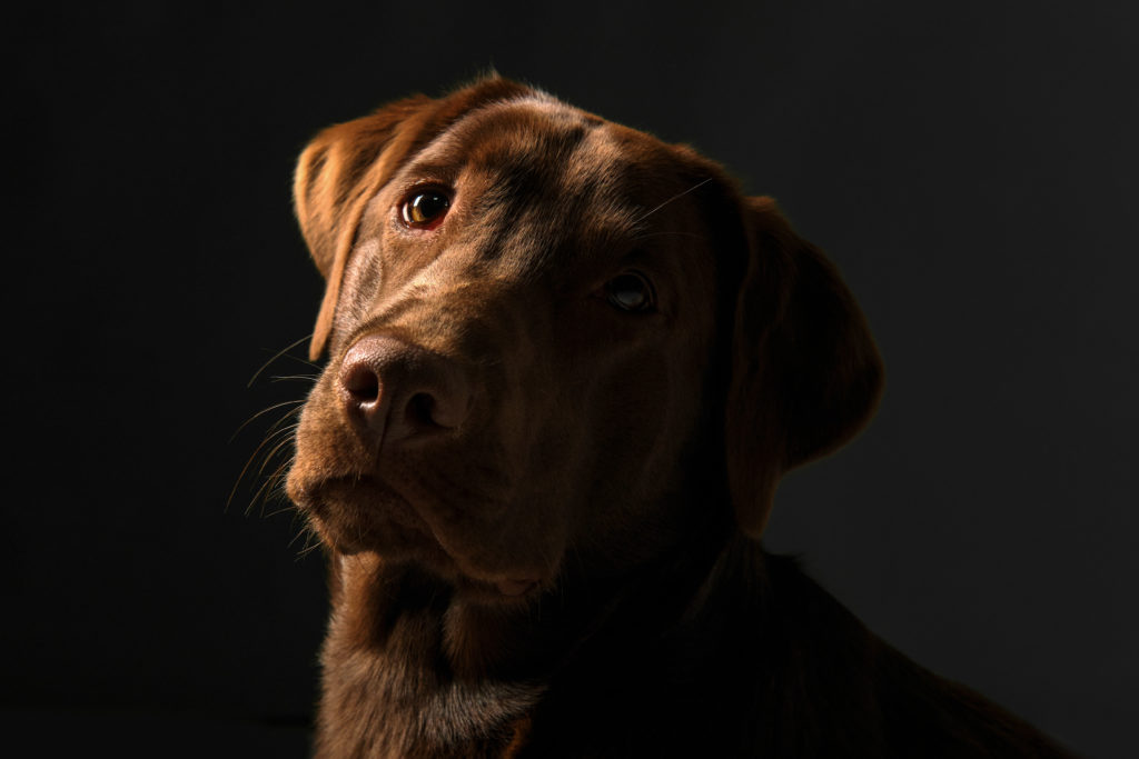 fotografo de perros en valencia