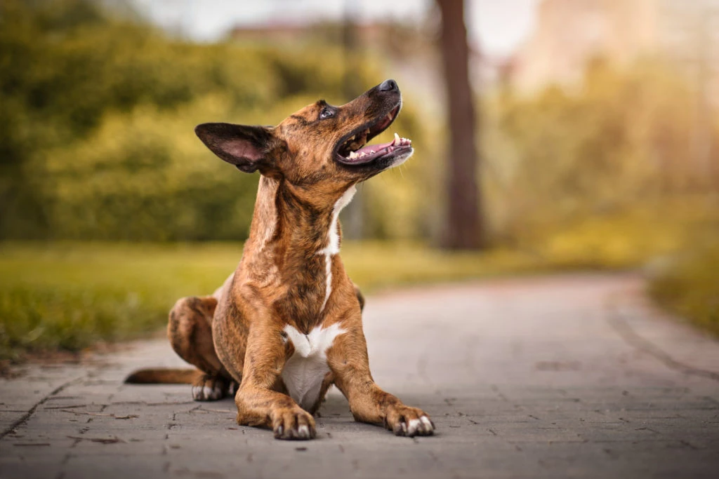 Perro de orejas grandes sentado en un camino