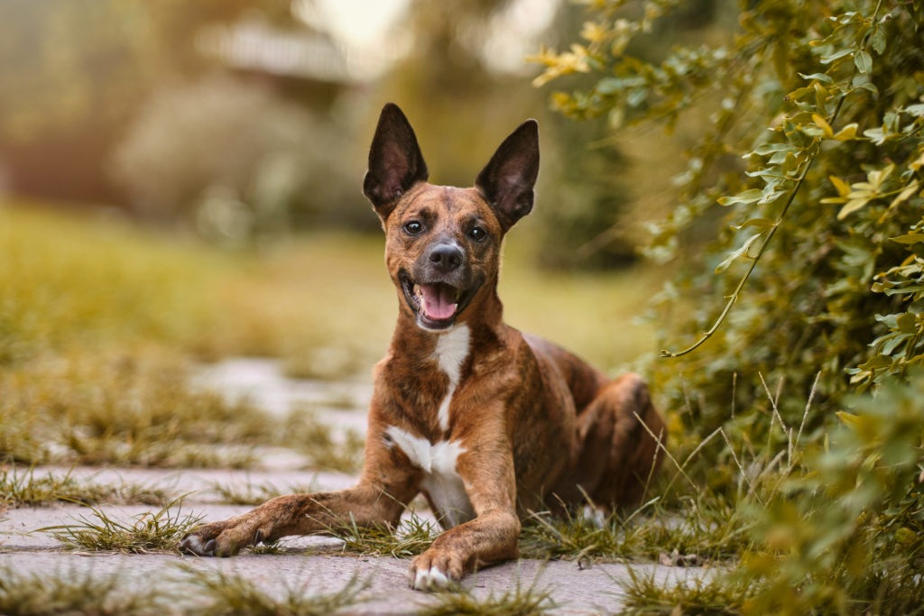 fotografo de animales en valencia