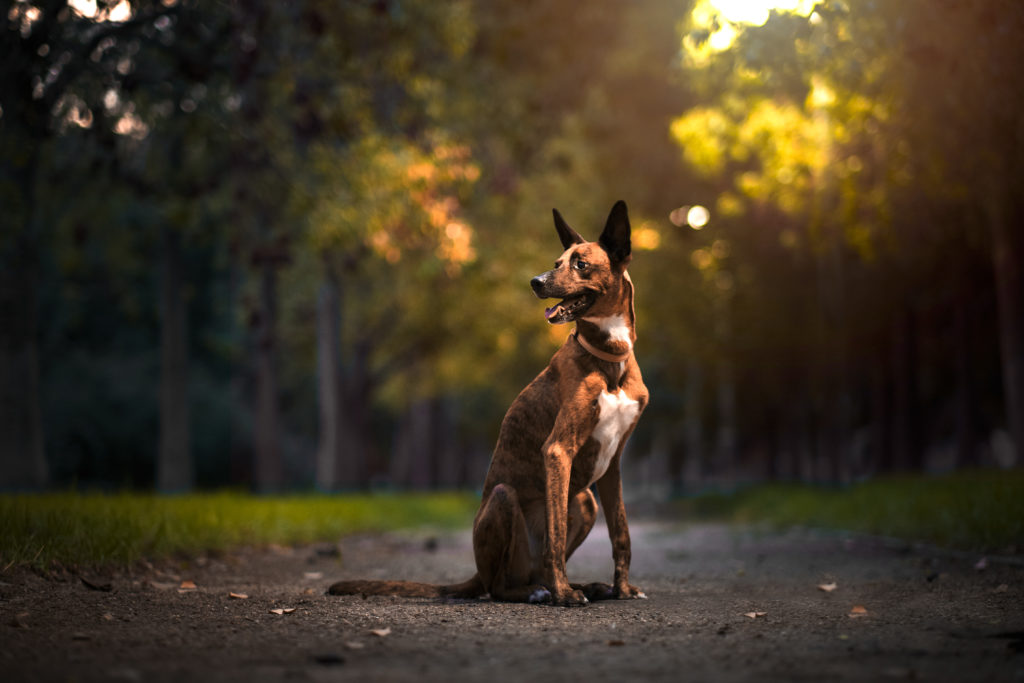 fotografo de animales en valencia