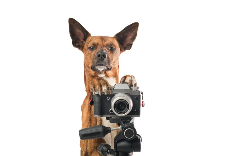 Perro sentado detrás de una cámara fotográfica