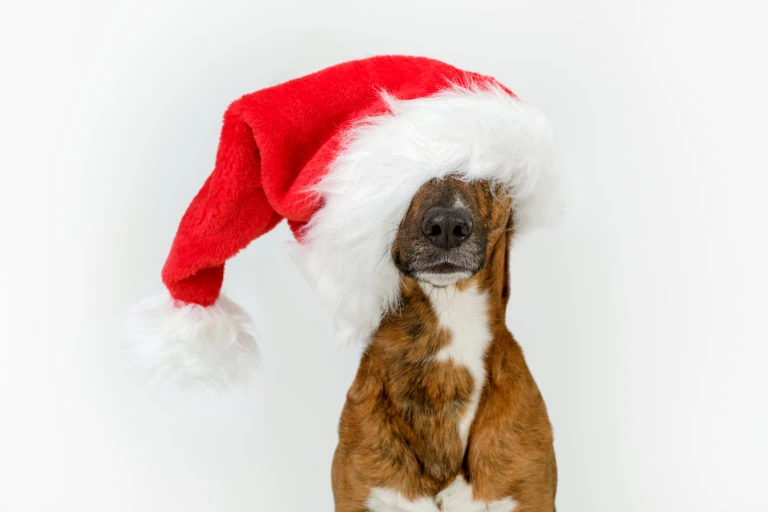 Perro con un gorro de Navidad cubriéndole los ojos