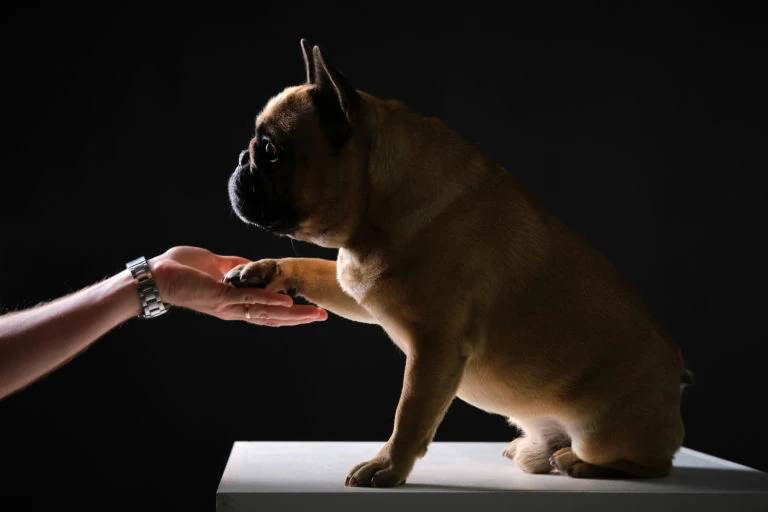 Perro dando la pata a una persona sobre fondo oscuro