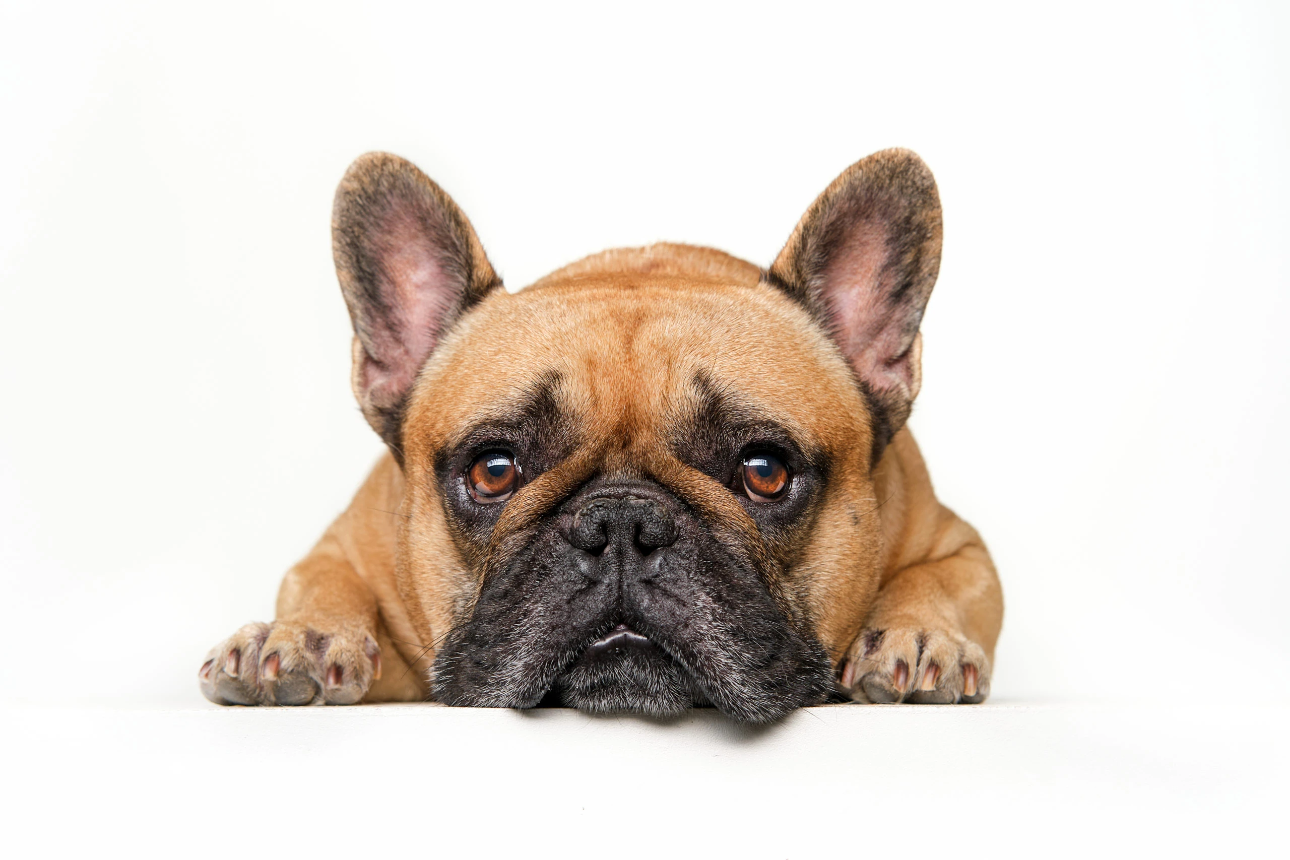Perro marrón con la cabeza apoyada entre las patas sobre fondo blanco