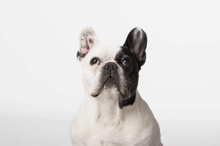 Retrato de un perro blanco y negro con las orejas levantadas