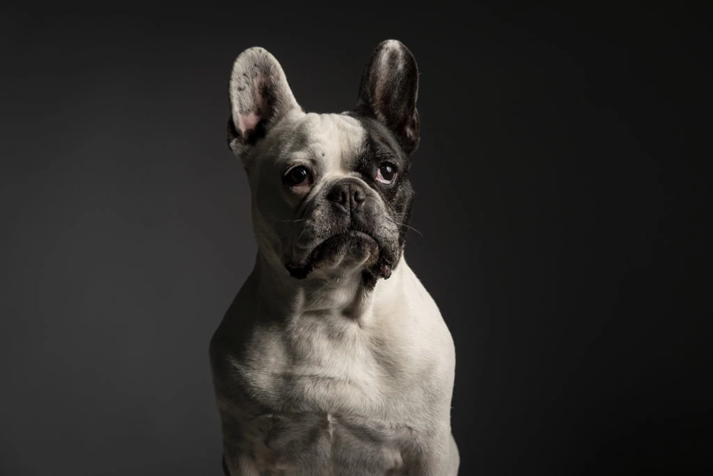 Perro blanco y negro sentado sobre fondo oscuro
