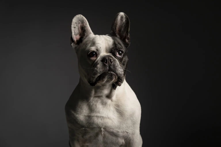 Perro blanco y negro sentado sobre fondo oscuro
