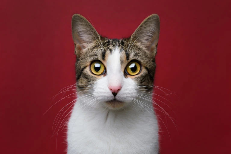 Retrato de un gato atigrado y blanco sobre fondo rojo