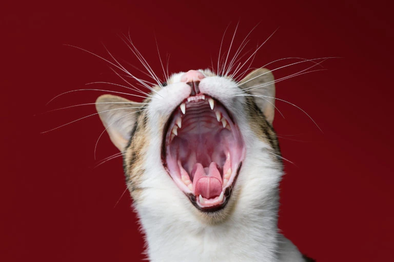 Gato bostezando sobre fondo rojo